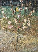 Vincent Van Gogh Flowering almond tree oil